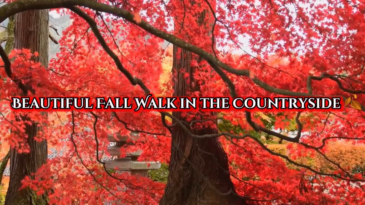 Beautiful Fall Walk in the Countryside 🍂 | Relaxing Autumn Views with Falling Leaves