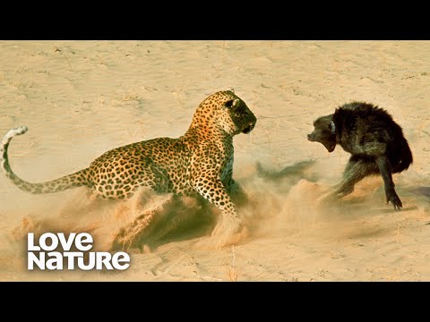 Baboon Troop Faces Down Hungry Leopard | Love Nature