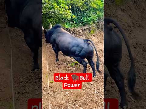 Amazing Black Bull Power 🔥😱💯🦬#shorts #shots #viralvideo #bull #india #china #usa #cow