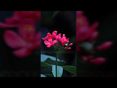 Amazing creative flowers photography || MAROOF SIDDIQUI || SIDDIQUI PHOTOGRAPHY 📷