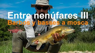 Entre nenúfares III - Barbos y basses a mosca