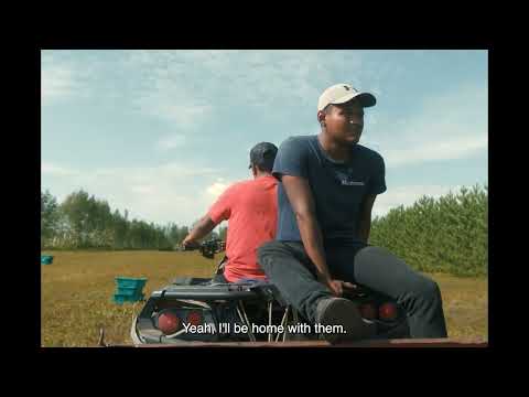 Чорничне літо