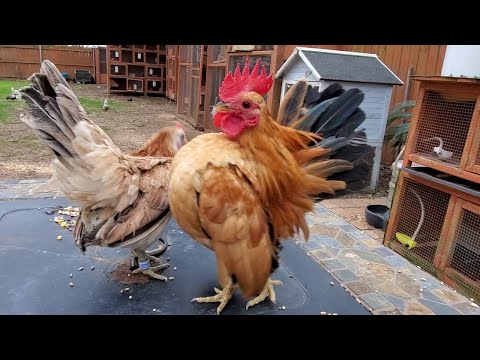 Rooster Struts His Stuff on Patio Table || ViralHog