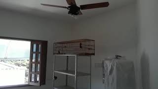 GUGA NETO 66