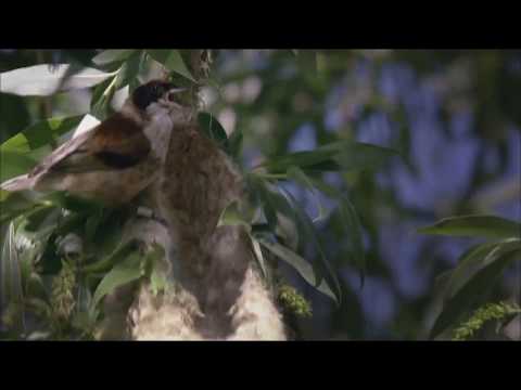 Sielmanns heimische Tiere - Die Beutelmeise