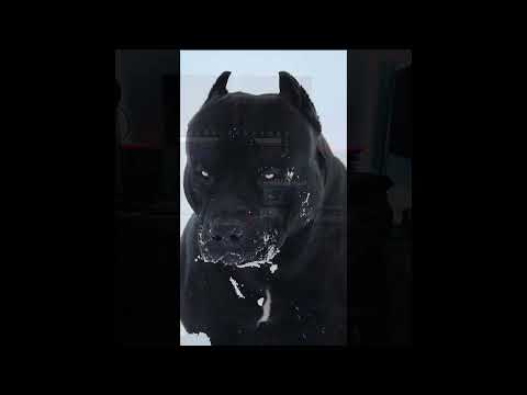 DORI DOGG  feat NEXSUPREMO-INVEJA