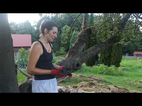 Co jest najlepsze pod drzewa i krzewy owocowe?