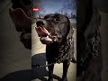 Dog Scandal Doyoueven Shorts Youtubeshorts Ytshorts Dogshortvideos
