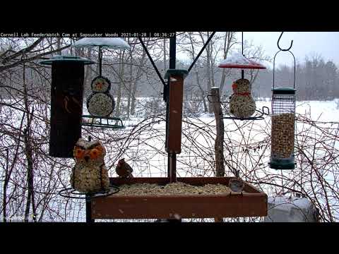 Feeder Birds Flock To Cornell FeederWatch Cam As Light Snow Fall Around Them – Jan. 28, 2021