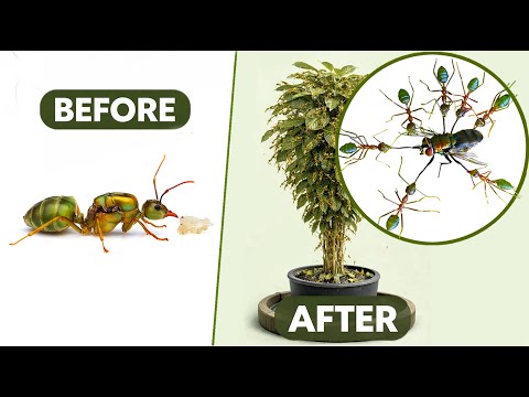 Green Weaver Colony Raised in a Houseplant!