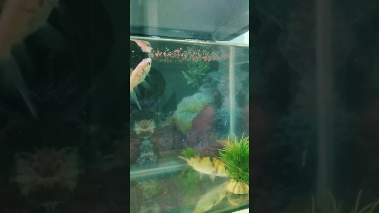 Fish Eating Food#aquarium