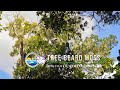 Usnea aka tree beard moss, old man's beard or beard lichen at the crater rim of the Quill, Statia