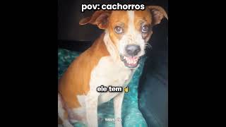 o Shelby saiu correndo kkkkk l #humor #engraçado #cachorro #shorts
