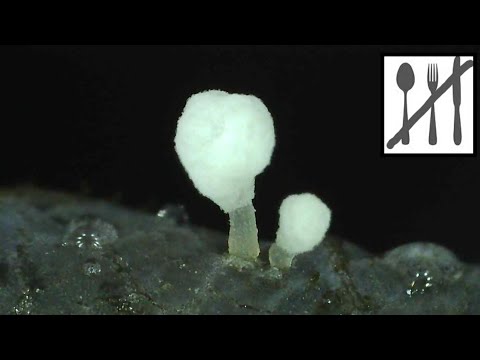 Pałecznica szczecinkowotrzonowa (Typhula setipes) Jaworzno