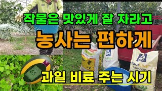 작물이 잘자라고 맛있는 과일을 키우려면 비료는 중요합니다 과일비료 주는 시기 야라비료 #봄비료 #감귤농사