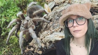 my RAREST & most TREASURED tarantula died - RIP Persephone the S hoffmanni