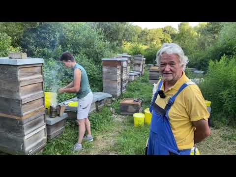 Live von Pias Bienenstand 29.7.21 - Varroa-Edition