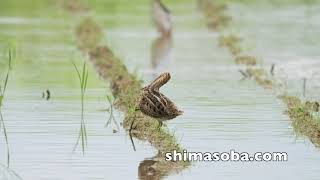 ハリオシギ、チュウジシギ初認!!(動画あり)