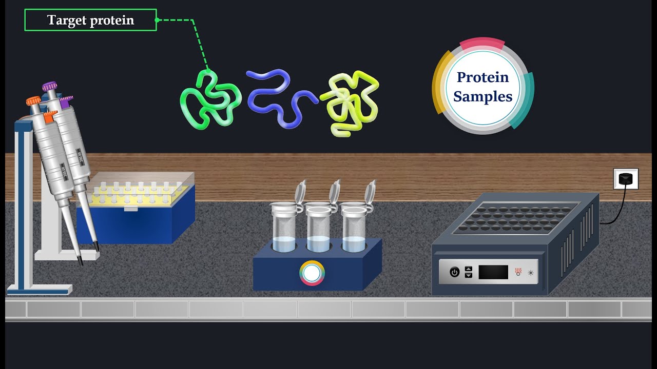 Western Blot  Method - Animated  Video