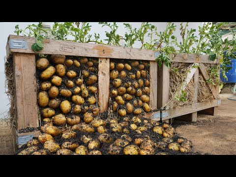 Wish I knew about these high yield potato growing methods at home sooner Let s explore