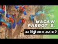 The Wild Macaw Parrot S Full Episode 1 Hindi Documentary