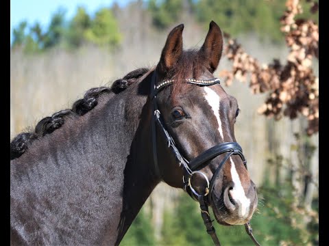 Quebec von Worrenberg, OL, Quantensprung x Rohdiamant, Wallach, geb. 6.2018, 164 cm