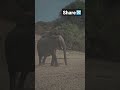 Elephant Trumpet Share Elephant Elephantlove Nature Beautifulsounds Shorts Soundsofnature