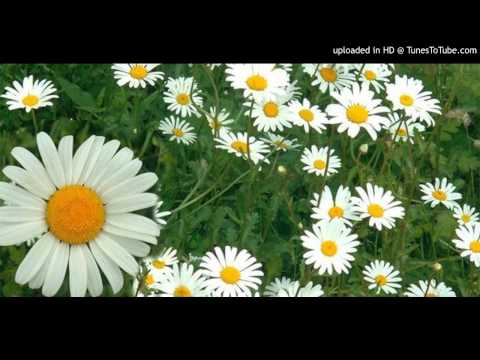 Today's Tango Is... Las Margaritas - Francisco Canaro 04-08-1932