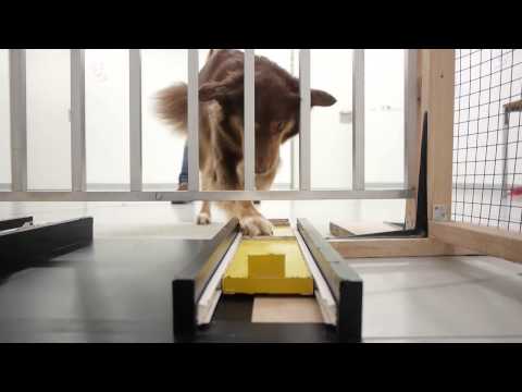 Vetmeduni Vienna: Clever Dog Lab - Teil 5 Universitas
