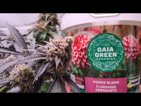 Week 3 of Flower in the Cannabis Garden, Gaia Green Bloom Feeding Time