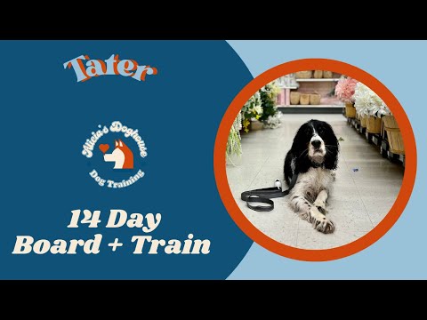Tater's 14 Day Board + Train Video