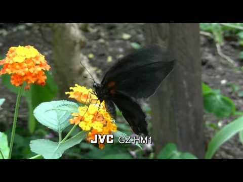 GZ-HM1 DEMO