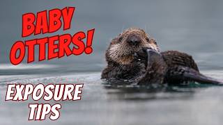 Sea Otter Pups of Alaska: Wildlife Photography Tips & Behind the Scenes