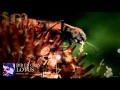 DIR EN GREY - LOTUS - DIR EN GREY DIR EN GREY - LOTUS