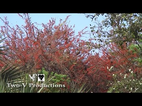 Flame creeper and Lala palms south of Satara Rest Camp at the bridge over the Sweni river.