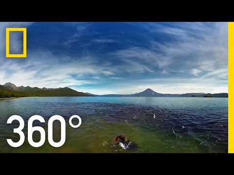 Swimming with Bears 360°