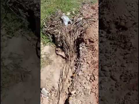 BARRIO LOS PILETONES LA BIANCA CONCORDIA ENTRE RIOS ARGENTINA 🇦🇷🇮🇹