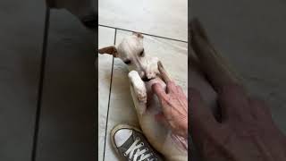 Video preview image #1 Italian Greyhound Puppy For Sale in Benton, LA, USA