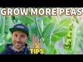 5 Garden Secrets That Will Help You GROW MORE PEAS!