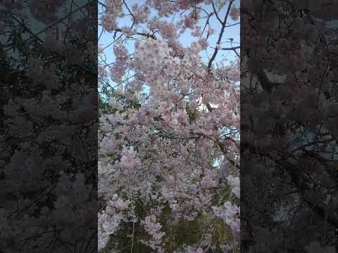 切り株に花を植える方法は？美しくカモフラージュするDIYアイデア！  庭園