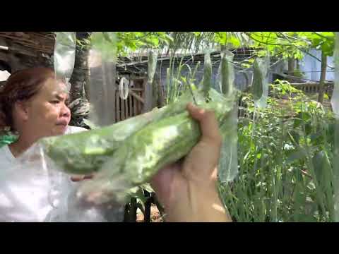 My Beautiful Vegetable Garden Area at Home || Kayud para Iwas || 4Ps, AICS & UCT