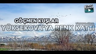 Göçmen Kuşlar Yüksekova’ya Renk Kattı