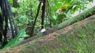 preview picture of video 'Veragua Rainforest Puerto Limon, Costa Rica'