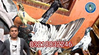 Download lagu Most Outstanding birds in Town of Amir bhai 03218832246  mp3