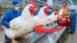 Como o frango CHESTER é produzido - Processo Industrial