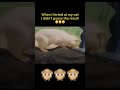 Funny Cat Reaction Shorts Indiancatlover Cat Funny Whatsappstatus