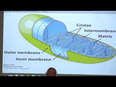 Kevin Ahern's Bite-Sized Biochemistry #32 - Neurotransmission/Electron Transport