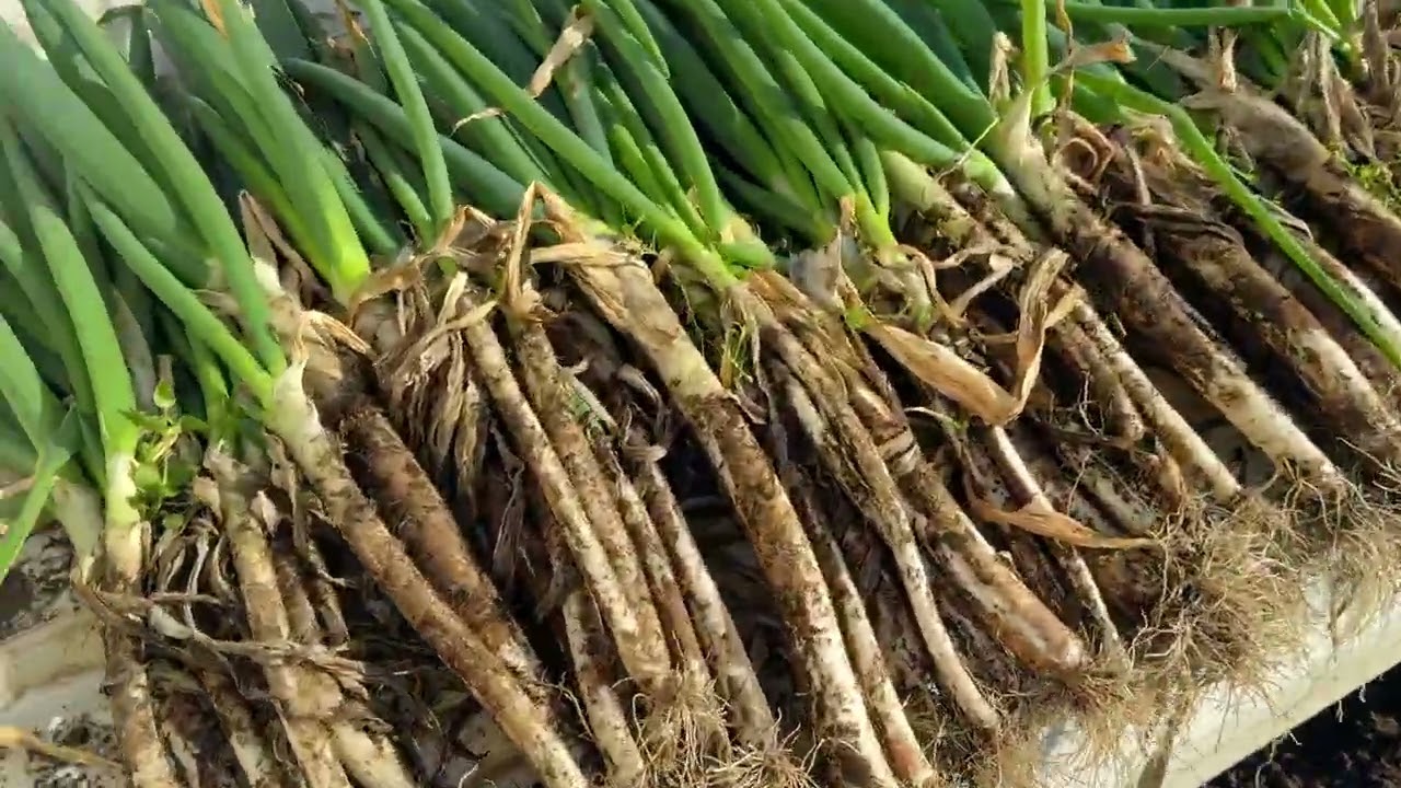 トウモロコシ　枝豆　トンネル栽培開始2026.   古い軽トラが欲しい