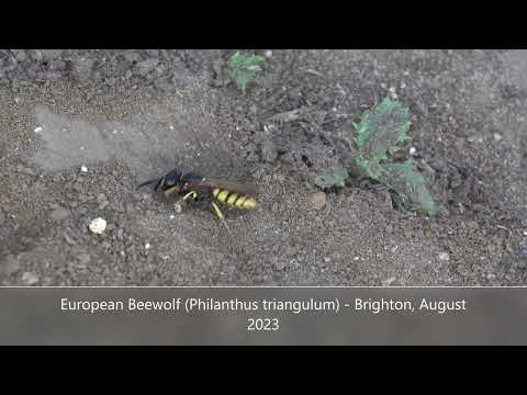 European Beewolf (Philanthus triangulum) - Brighton, August 2023