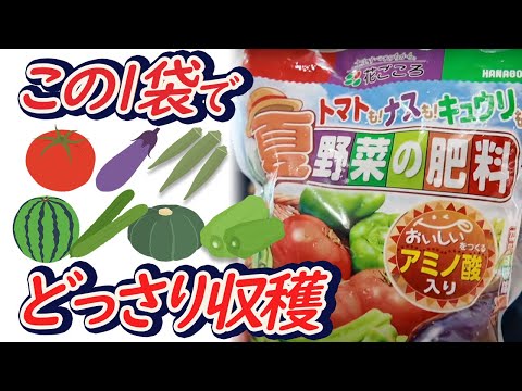 クリスマスサボテンのための天然肥料：豊かな開花のための4つの自家製レシピ  庭園